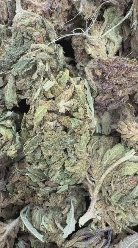 Load video: Night Shade - Bulk - Indica