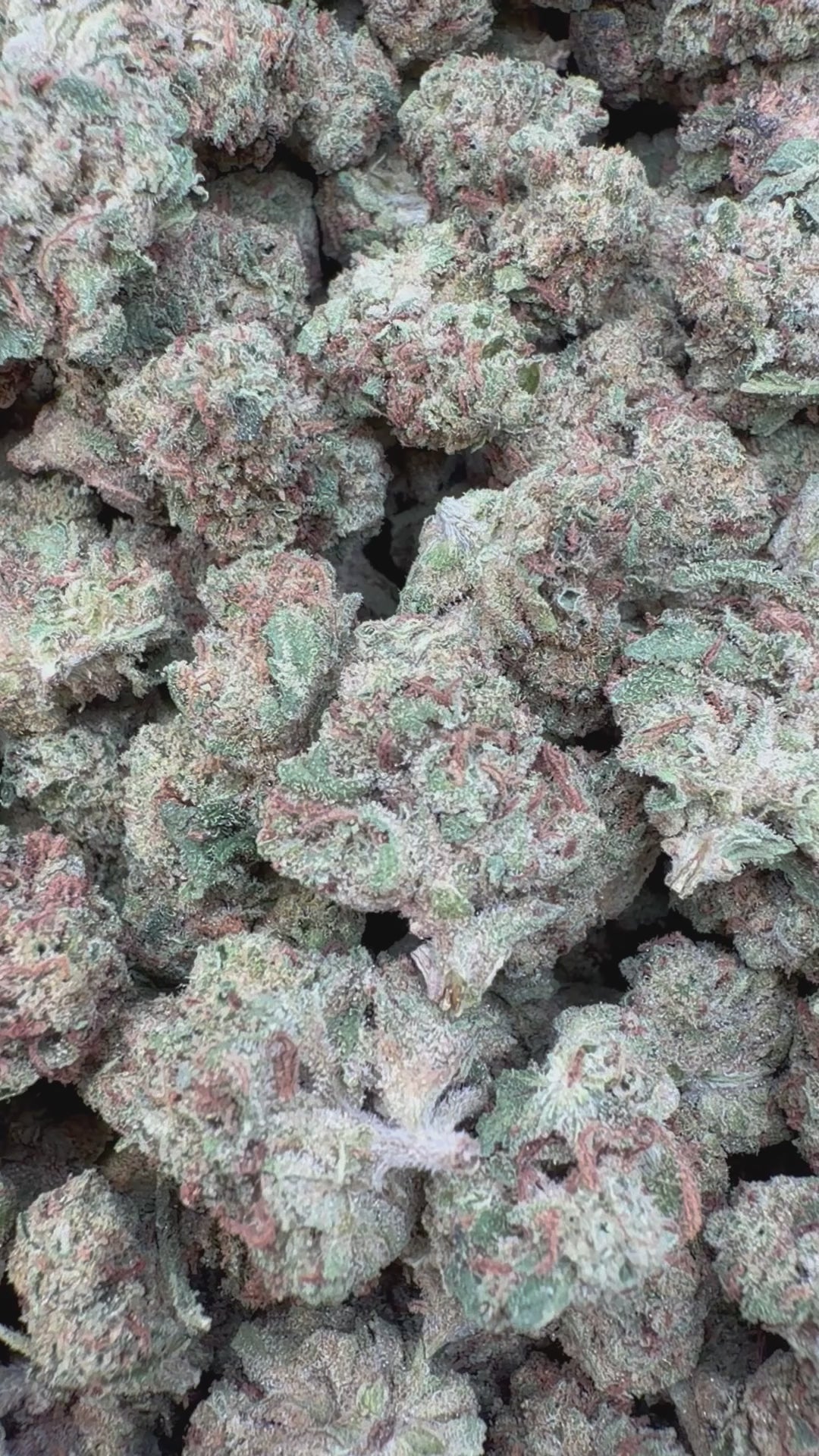 Load video: GMO Littles - Bulk Littles - Indica