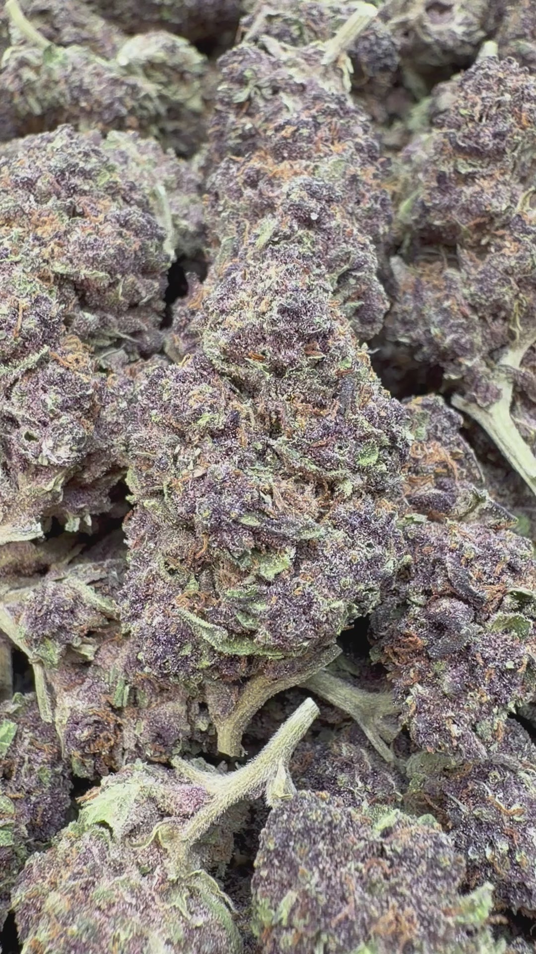 Load video: Granddaddy Purple Mediums - Bulk Mediums - Indica