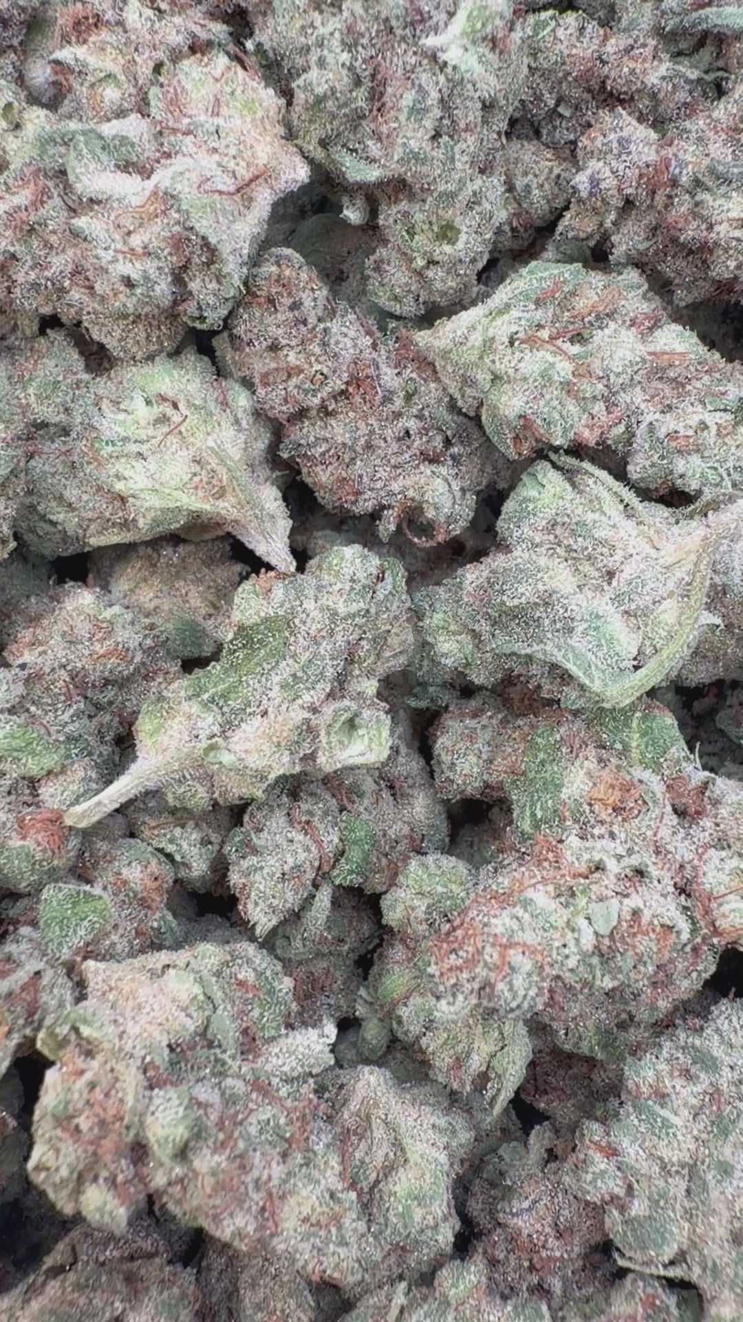 Load video: Bruce Banner Indoor Littles - Bulk Littles - Hybrid