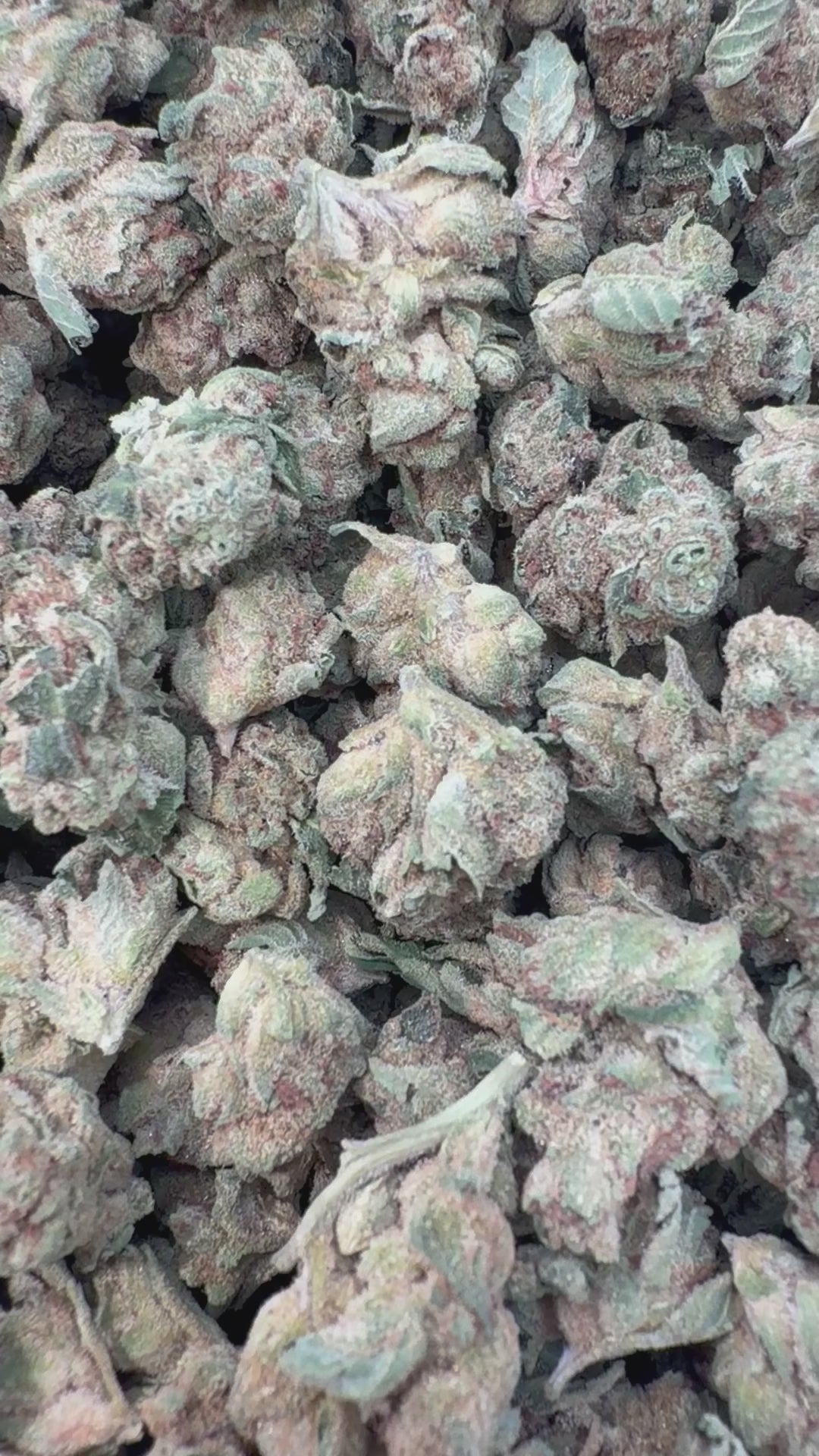 Load video: Banana Runtz Littles - Bulk Littles - Hybrid