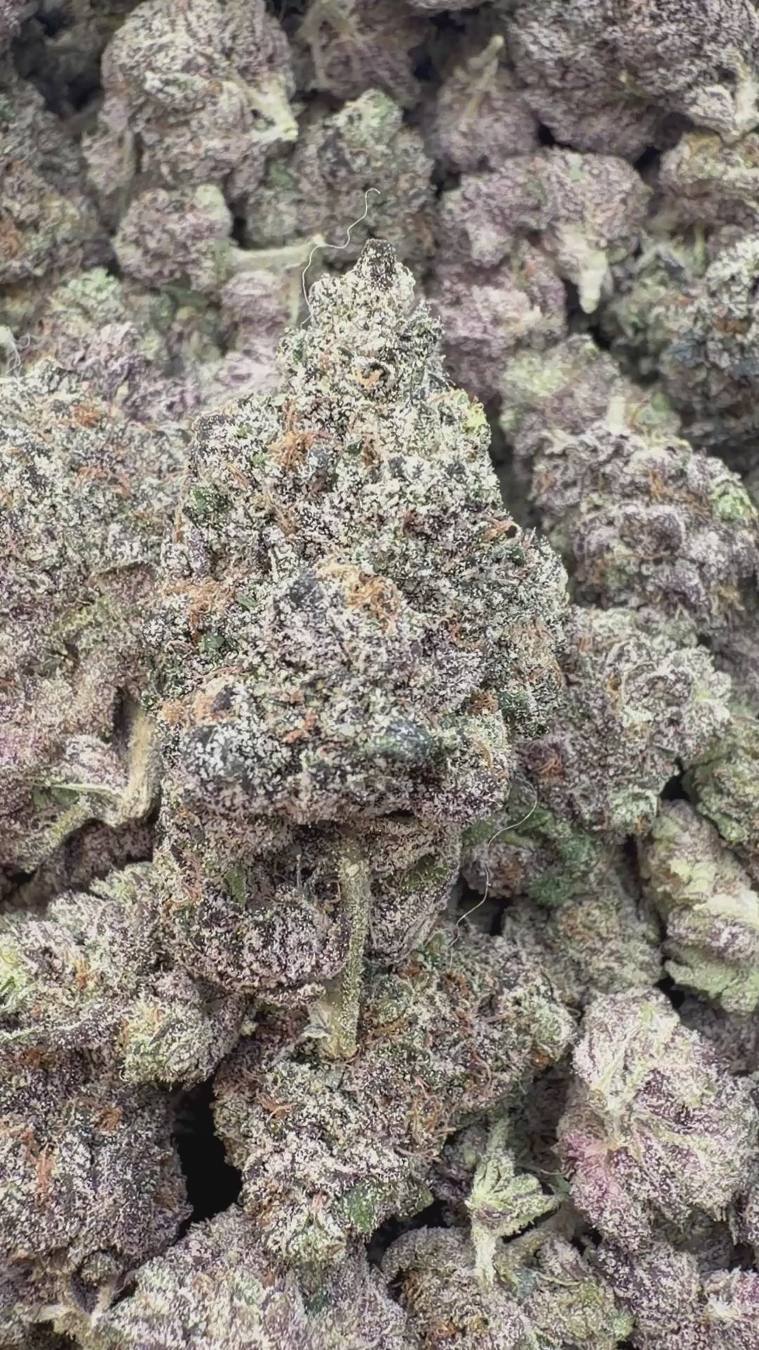 Load video: Versace Indoor - Bulk - Hybrid