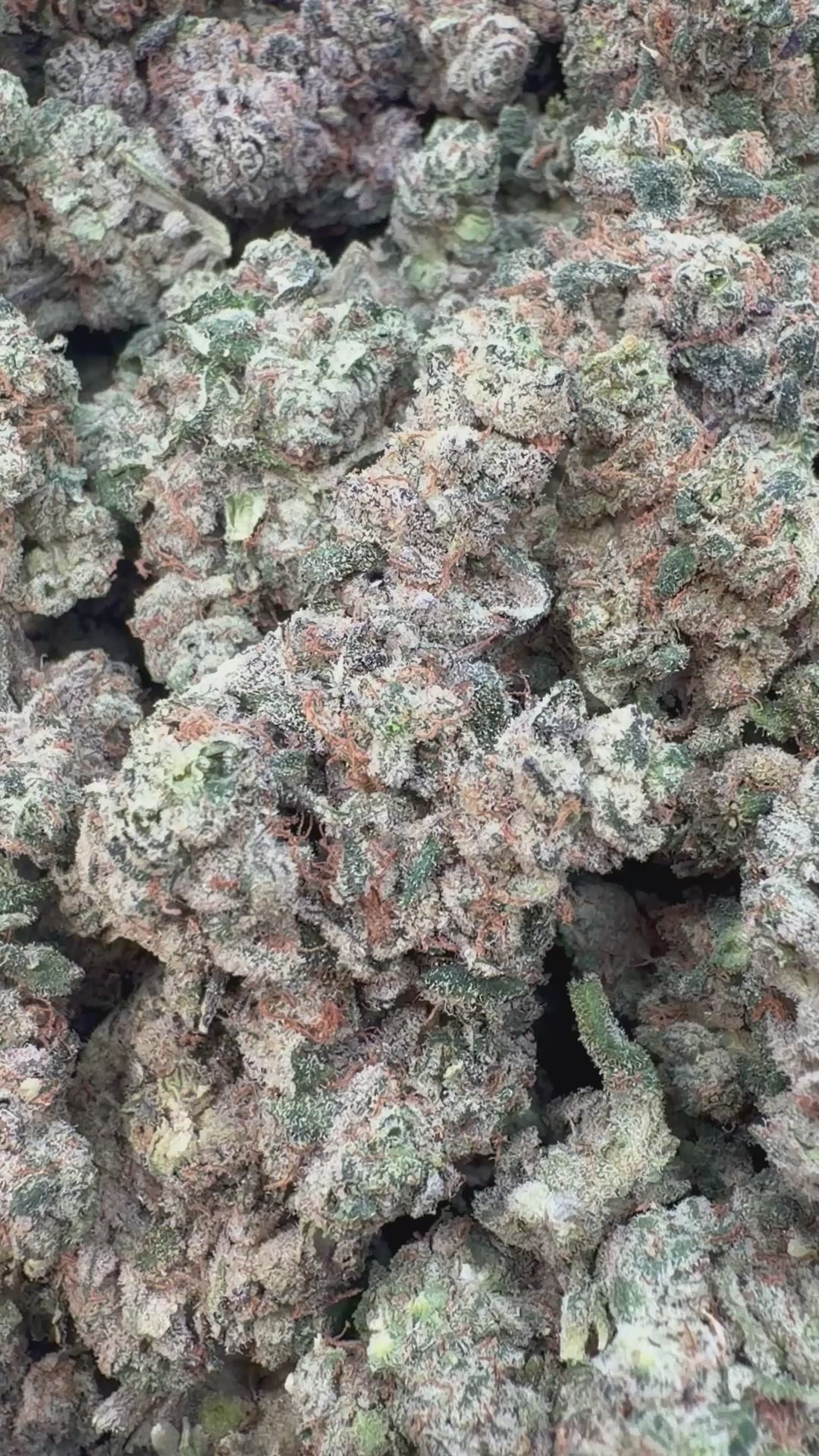 Load video: LA Pop Rocks Indoor - Bulk - Indica