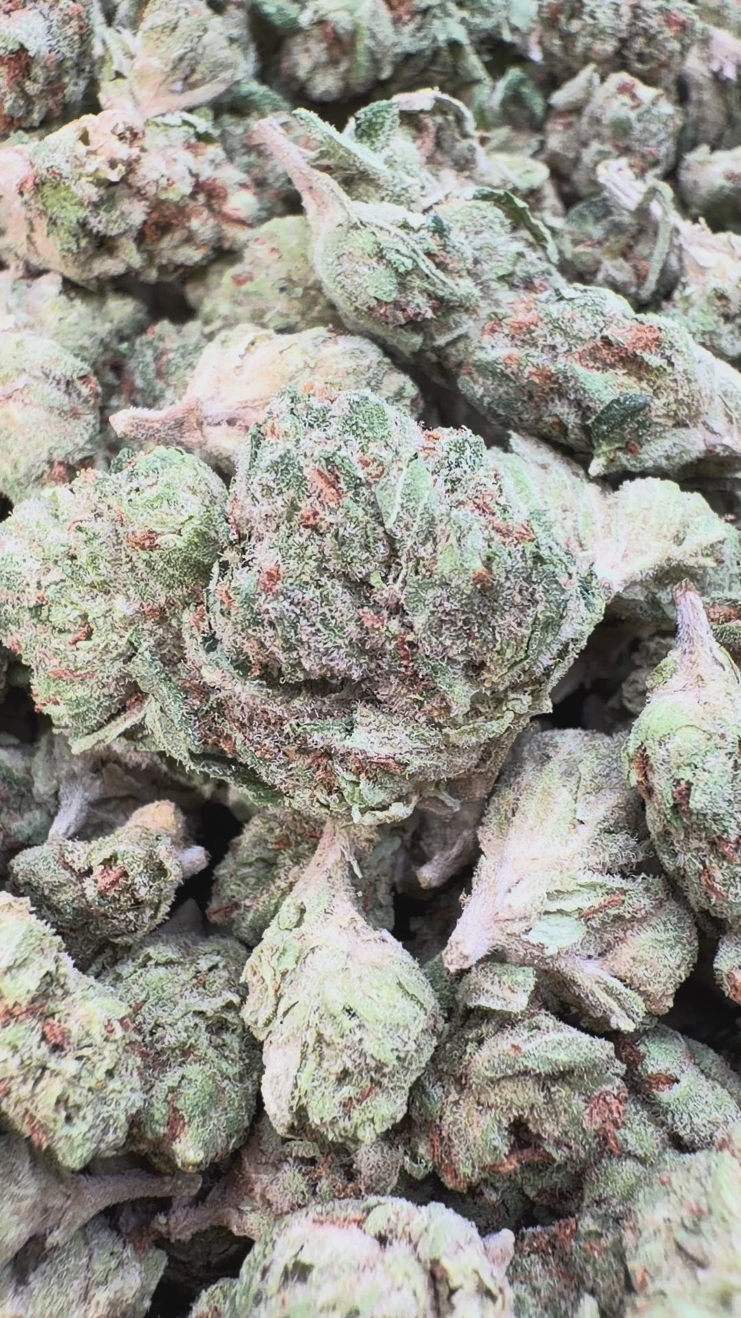 Load video: SFV OG Littles - Bulk Littles - Indica