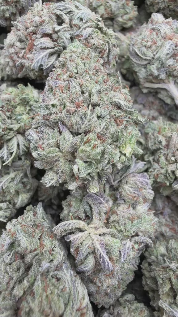 Load video: Snowman - Bulk - Hybrid