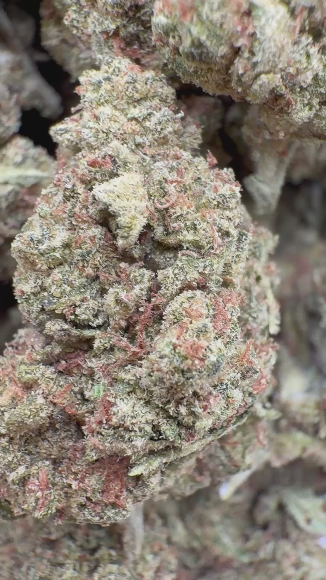 Load video: Lemon Sherbs - Bulk - Indica