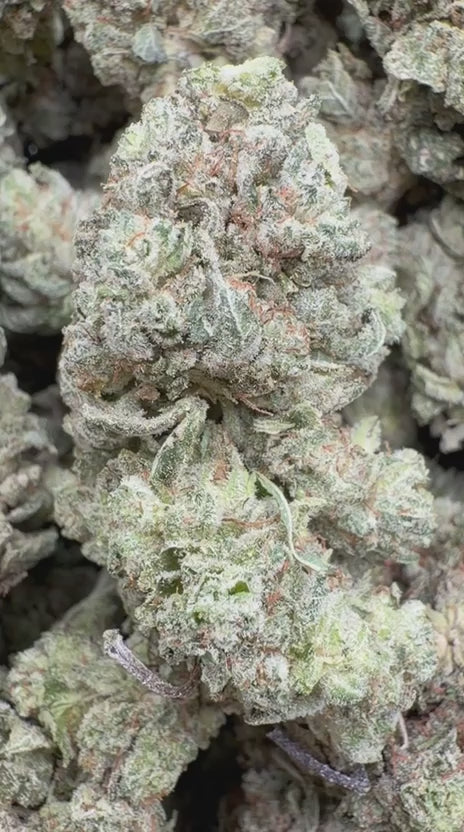 Load video: Gorilla Glue Indoor - Bulk - Hybrid