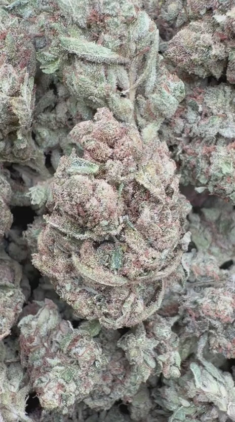 Load video: Gorilla Glue - Bulk - Indica