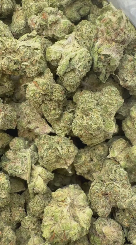 Load video: Cheetah Piss Mediums - Bulk Mediums - Hybrid