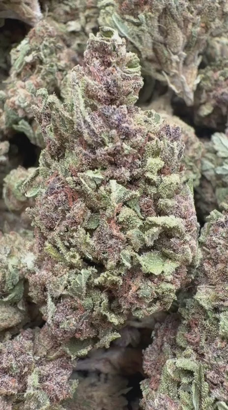 Load video: Kush Mintz - Bulk - Hybrid