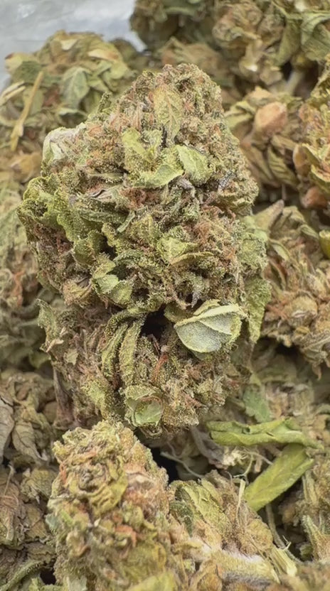 Load video: Banjo - Bulk - Sativa