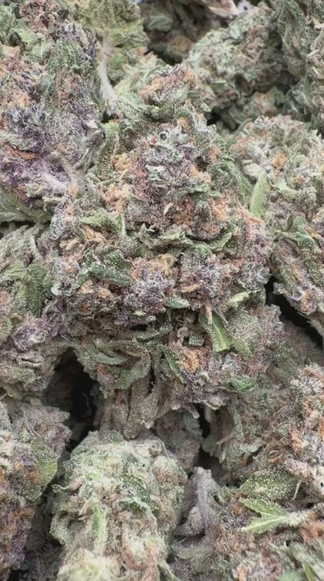 Load video: Panama Red - Bulk - Sativa