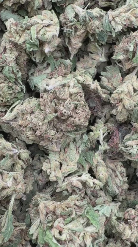 Load video: Maui Wowie Littles - Bulk Littles - Sativa