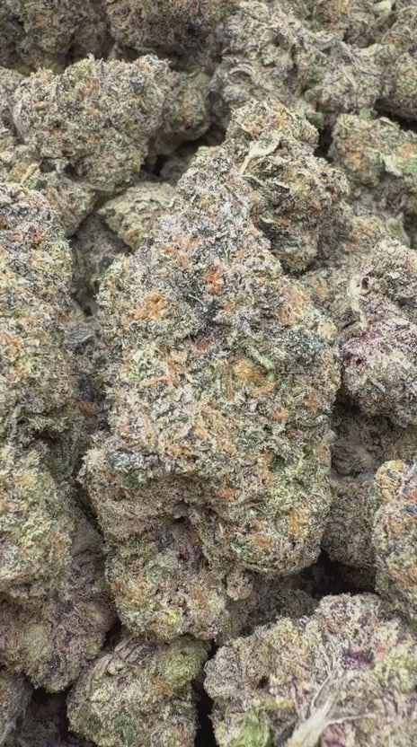 Load video: Orange Creamsicle Indoor - Bulk - Sativa
