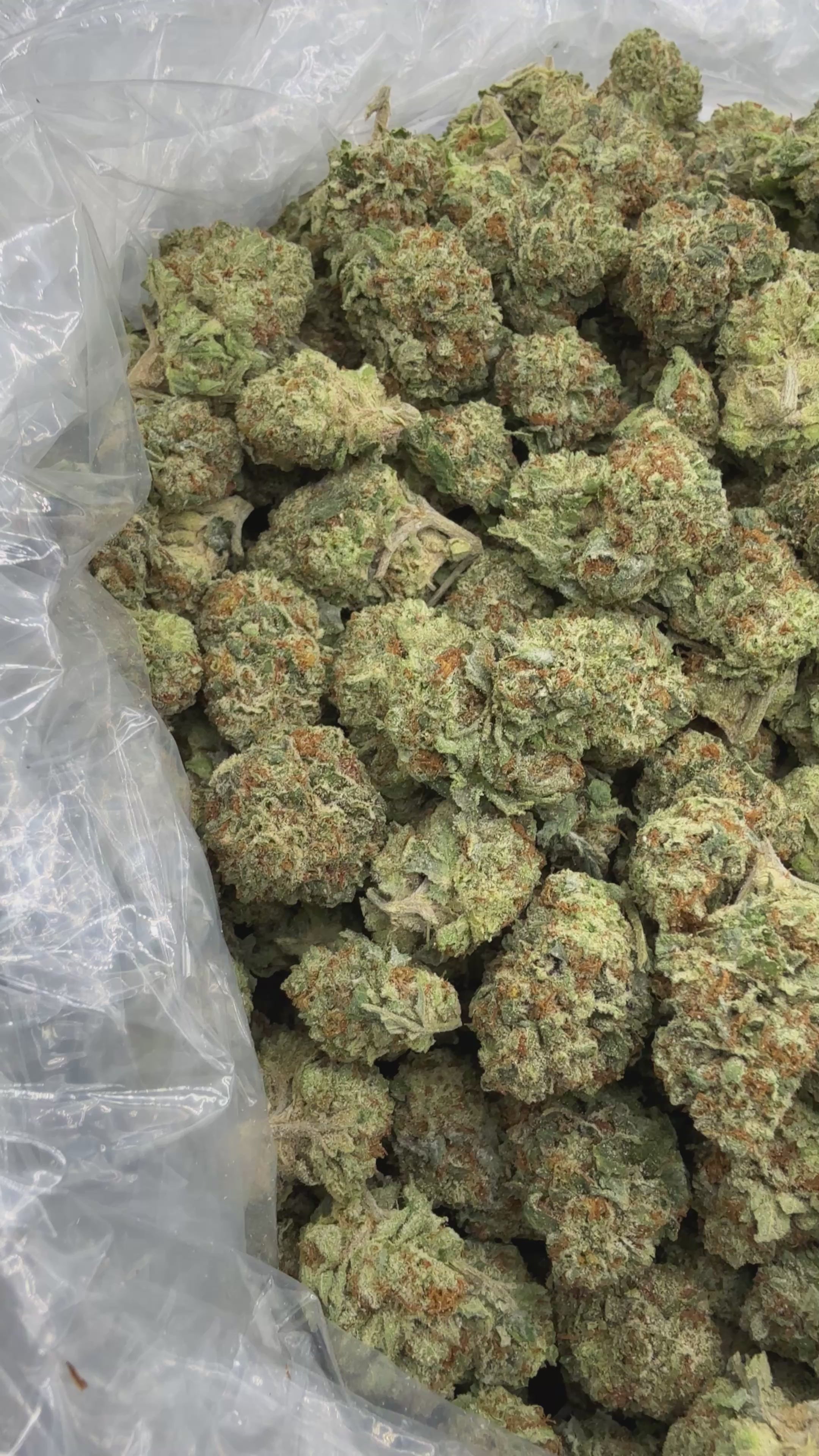 Load video: Sour Diesel - Bulk Mediums - Sativa