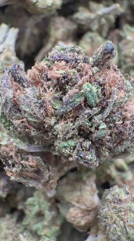 Load video: Super Jack Littles - Bulk Littles - Hybrid