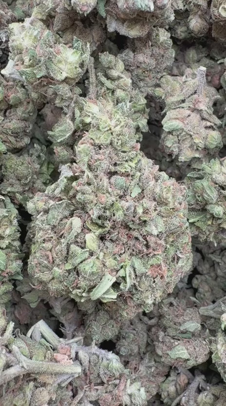 Load video: Northern Lights - Bulk - Indica