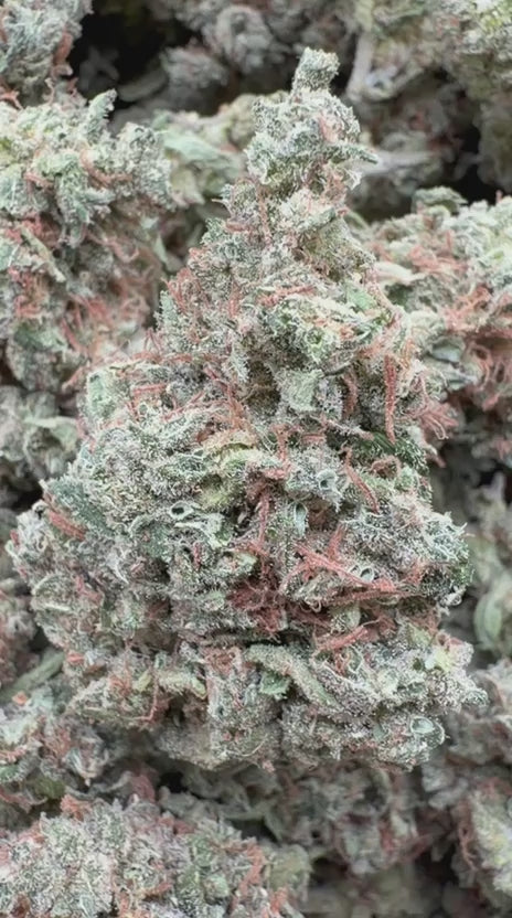 Load video: Citrus Skunk Indoor - Bulk - Hybrid