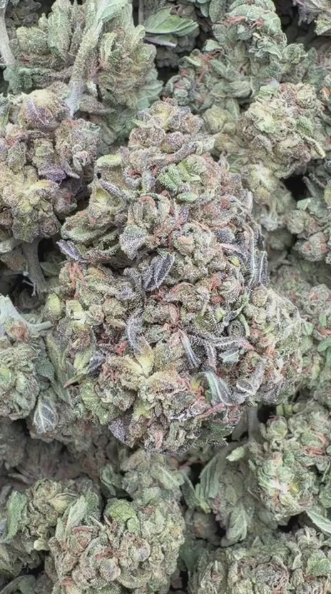 Load video: Jungle Gelato - Bulk - Indica