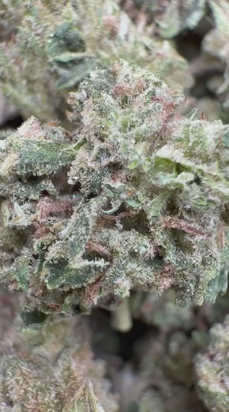 Load video: Triangle Kush Littles - Bulk Littles - Indica