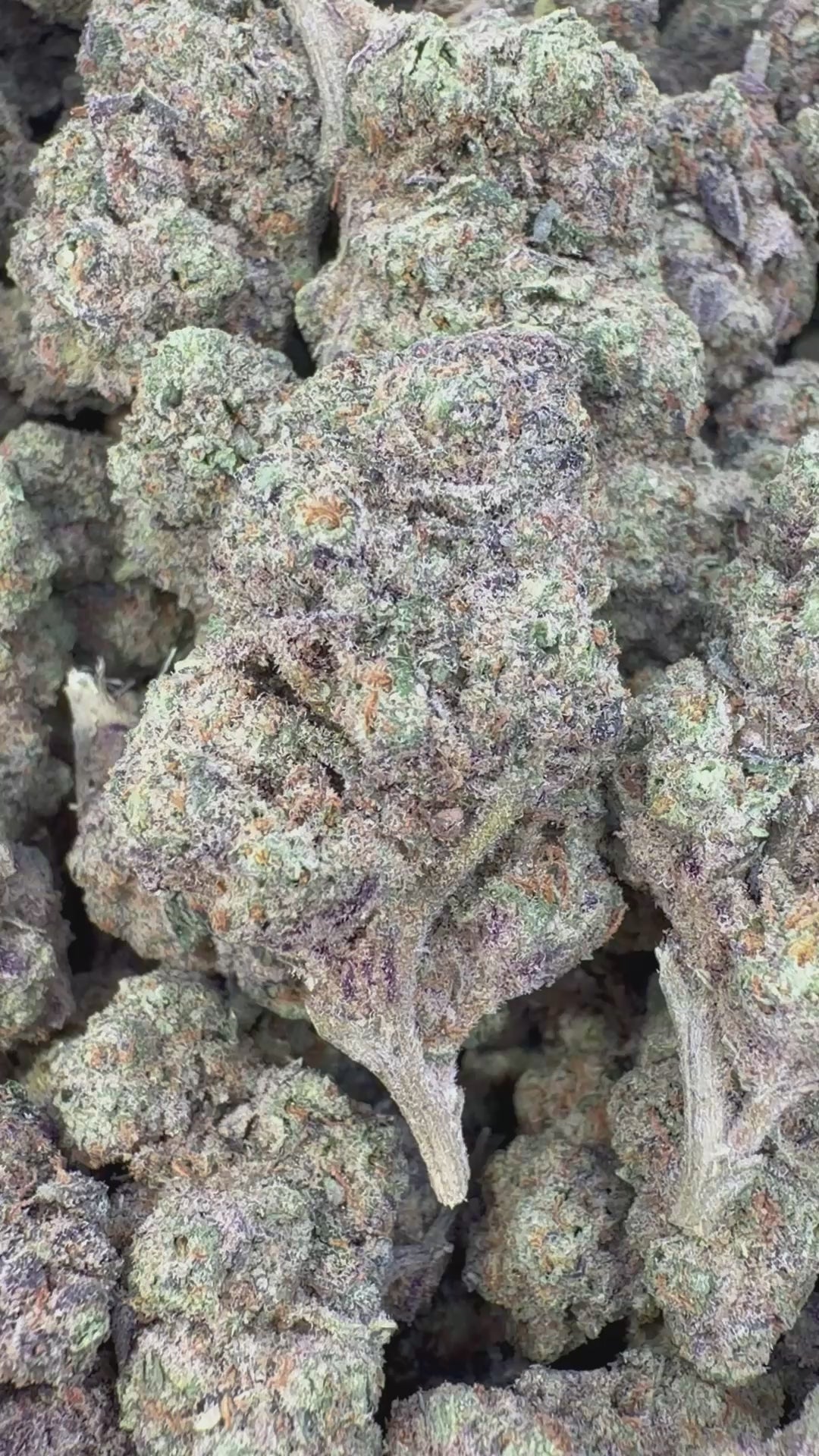 Load video: Sharpie Candy Indoor - Bulk- Hybrid