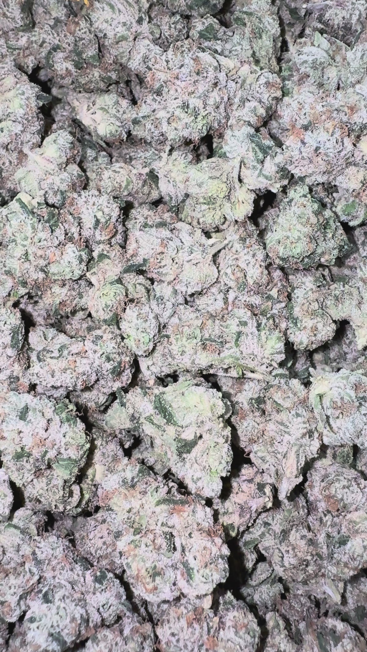 Load video: Boutique Exotics Obama Runtz - Bulk - Hybrid