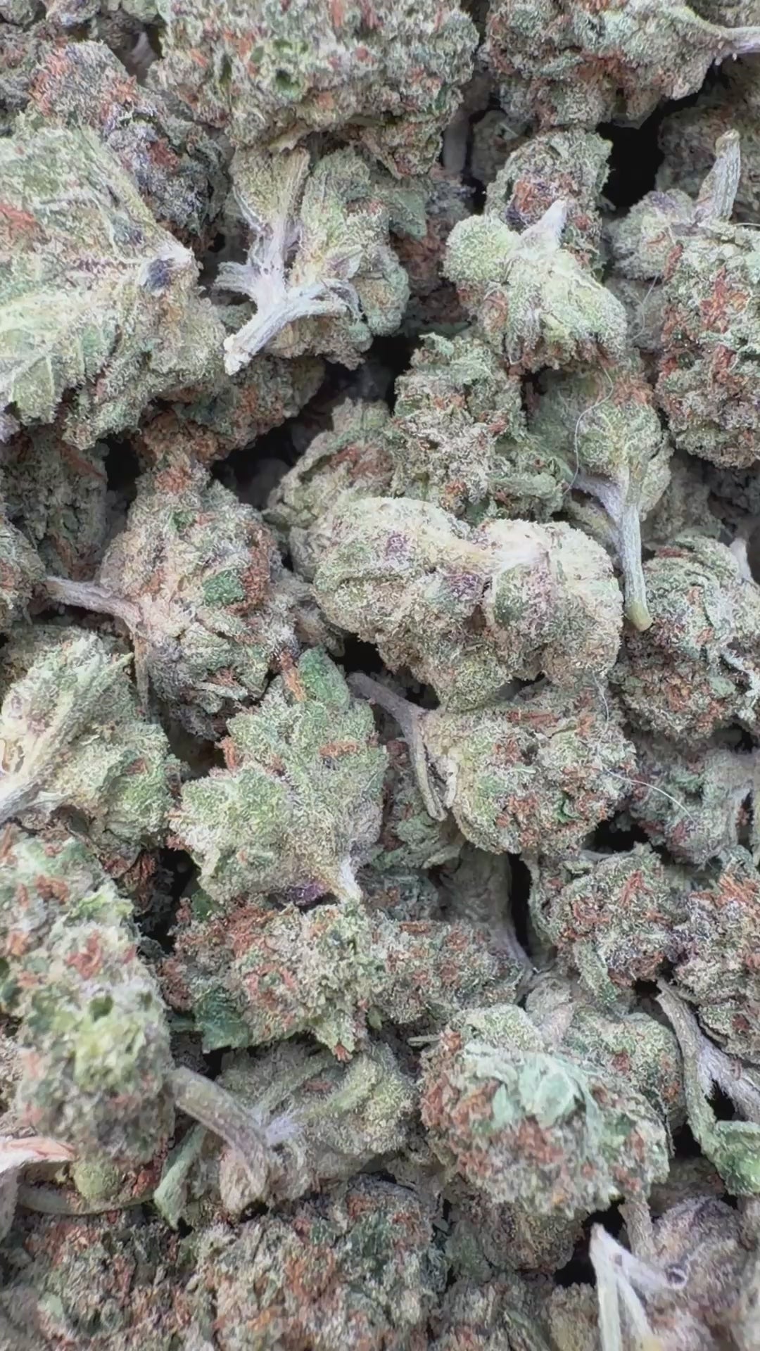 Load video: Gelato 41 Littles - Bulk Littles - Hybrid
