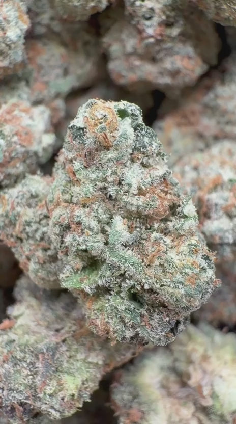 Load video: Gary Payton Indoor Mediums - Bulk Mediums - Hybrid