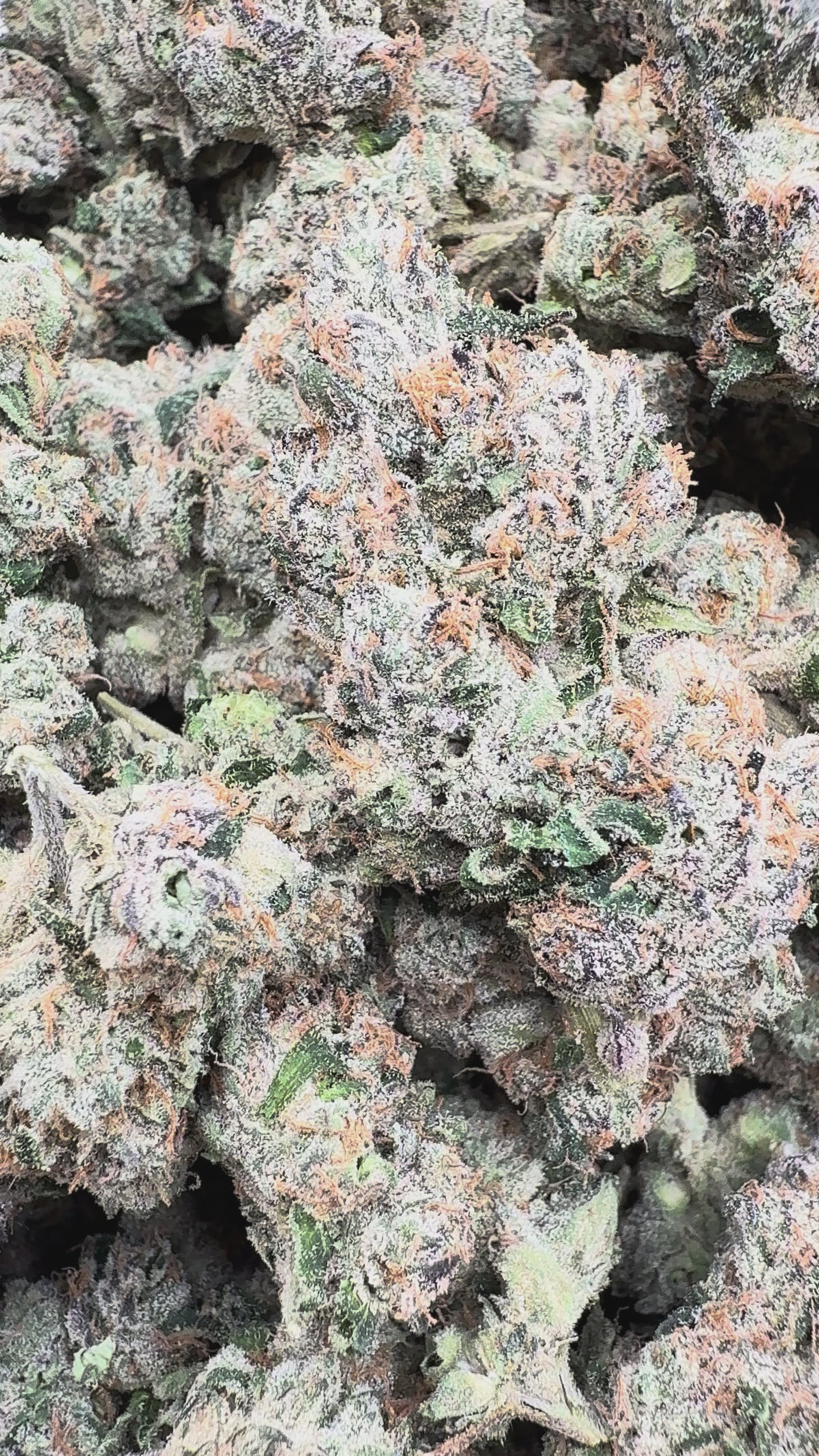 Load video: Elite Boutique Exotic Black Magic - Bulk - Indica