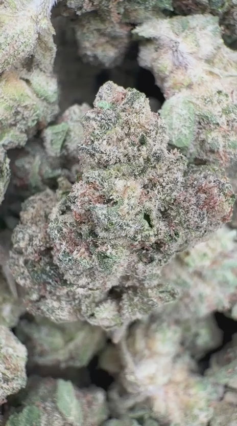 Load video: Sugar Cookies Littles - Bulk Littles - Indica