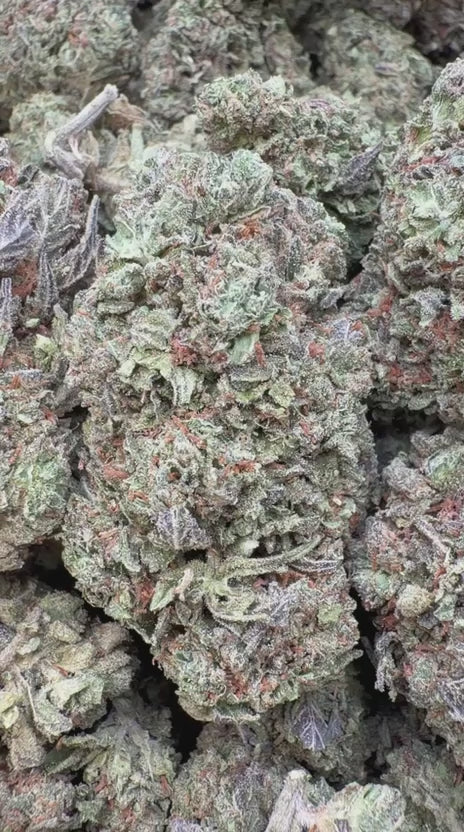 Load video: Lions Cake - Bulk - Hybrid