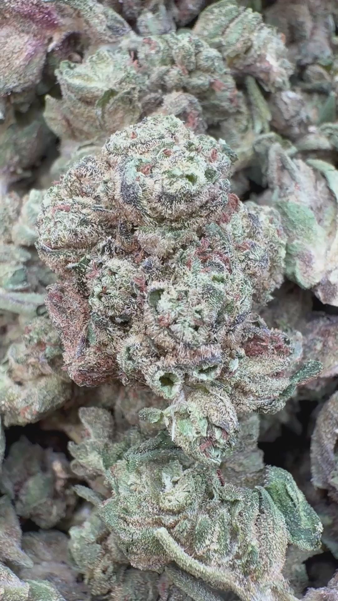Load video: Butterscotch OG Littles - Bulk Littles - Indica