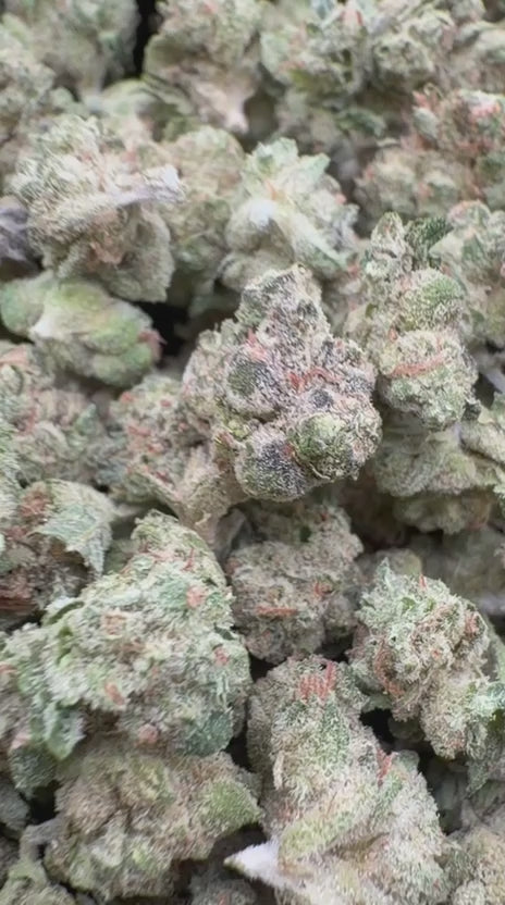 Load video: Gusher Mintz Littles - Bulk Littles - Hybrid