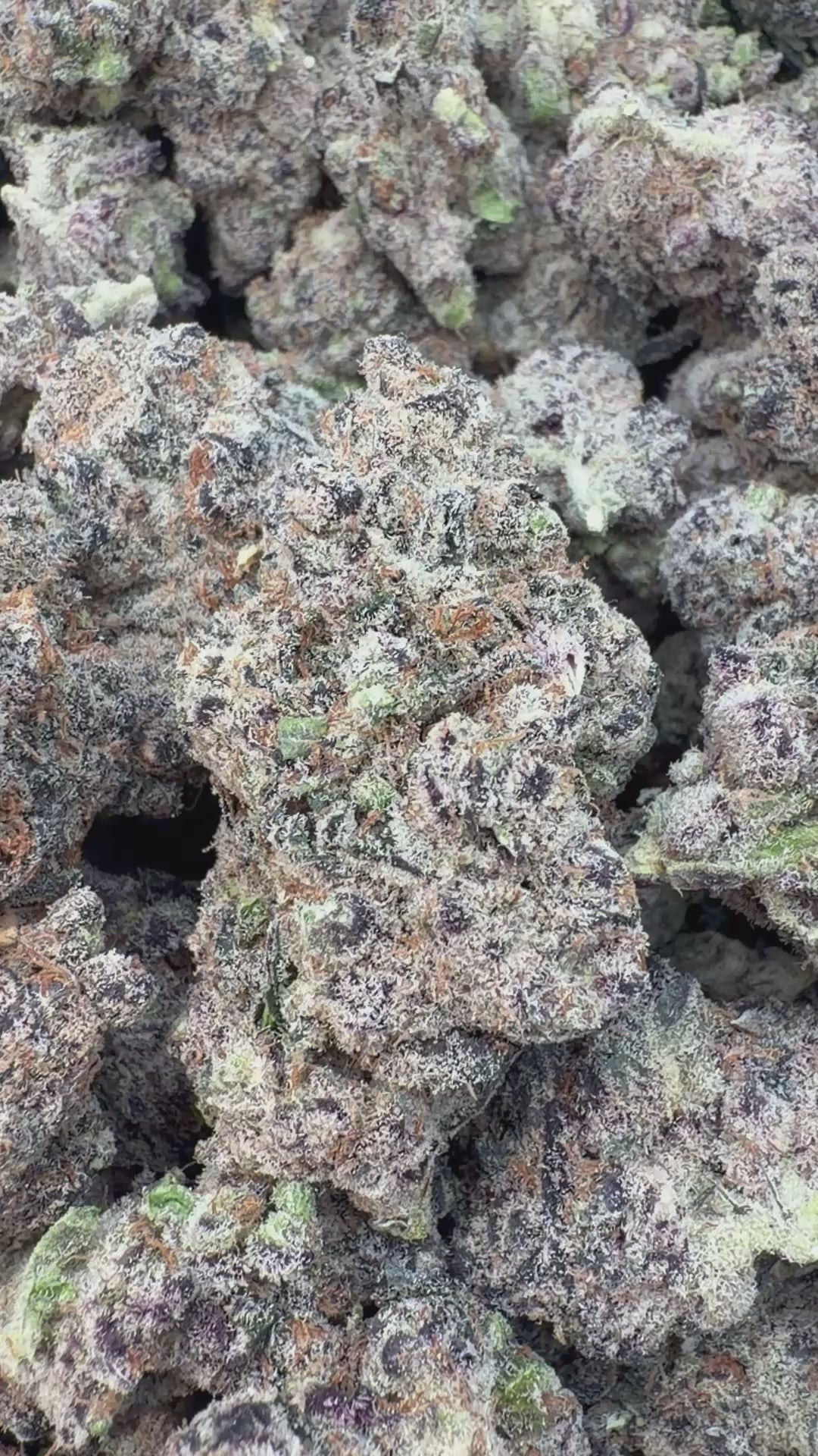 Load video: Purple Diesel Indoor - Bulk - Hybrid