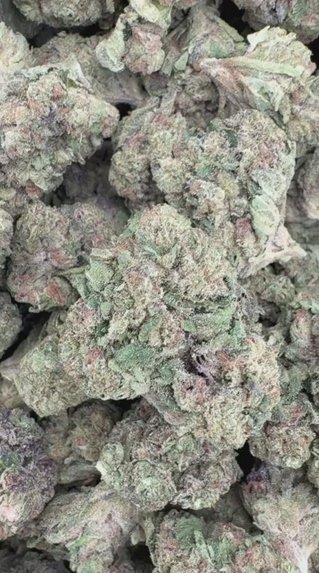 Load video: Jealousy - Bulk - Hybrid
