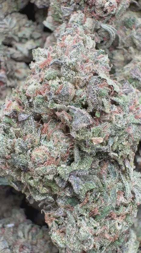 Load video: Lato Pop - Bulk- Hybrid