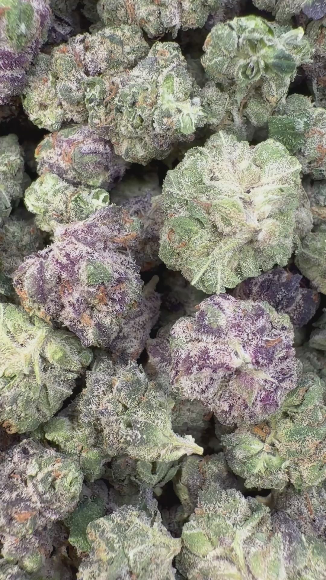 Load video: Sherbet &amp; Haze Littles - Bulk Littles - Sativa