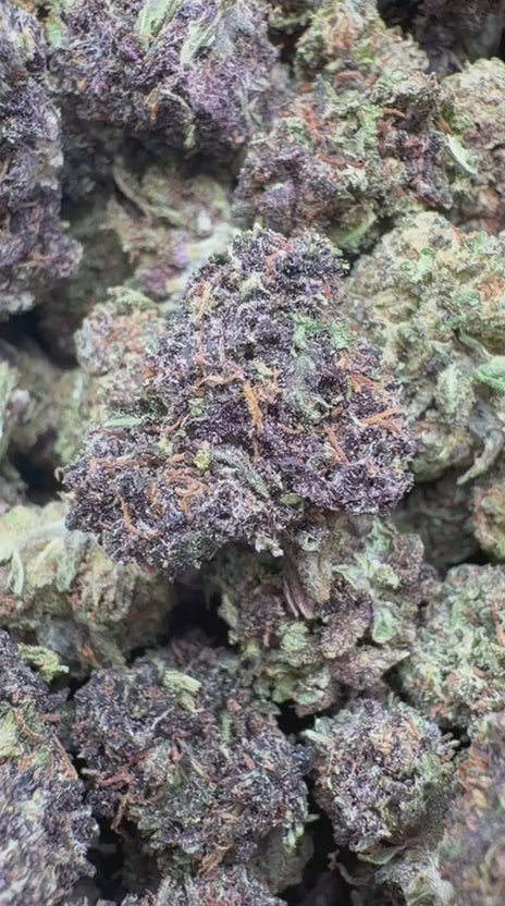 Load video: Purple Jack Littles - Bulk Littles - Hybrid