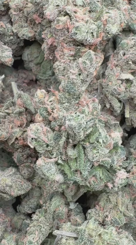 Load video: Beyond Blue Dream Indoor - Bulk - Sativa