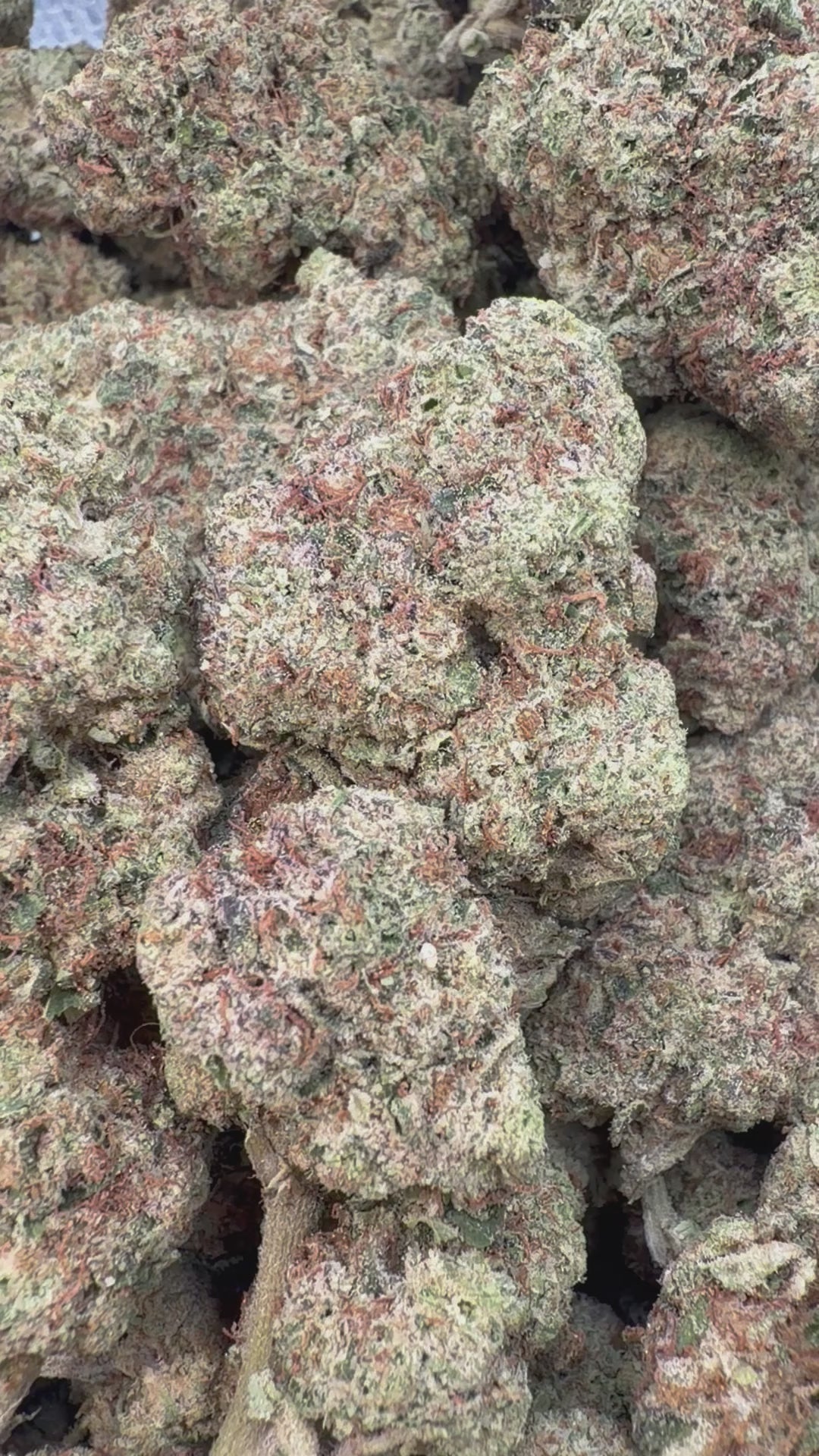 Load video: Georgia Pie - Bulk - Indica