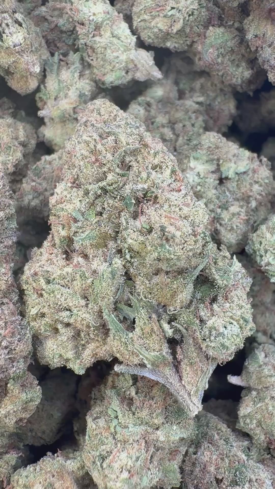 Load video: Blueberry Lemon Bars Indoor - Bulk - Hybrid