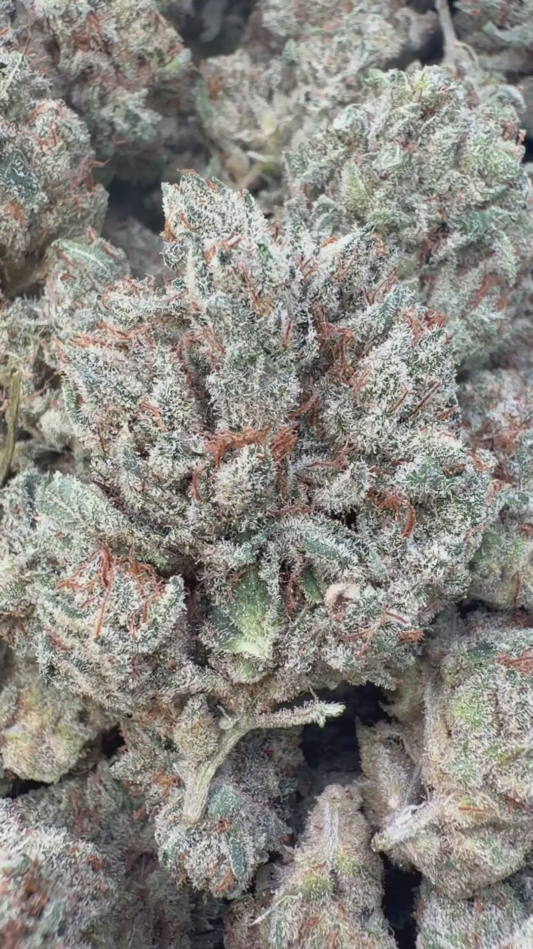 Load video: Pre 98 Bubba Indoor - Bulk- Indica