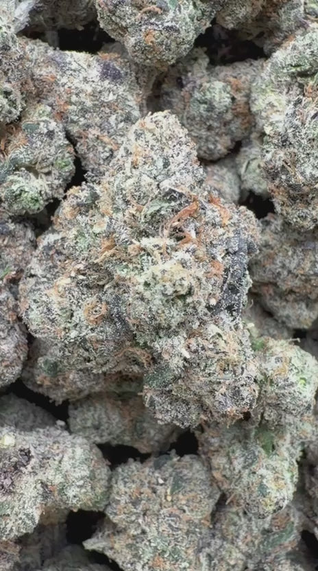 Load video: Gumbo Indoor - Bulk - Hybrid
