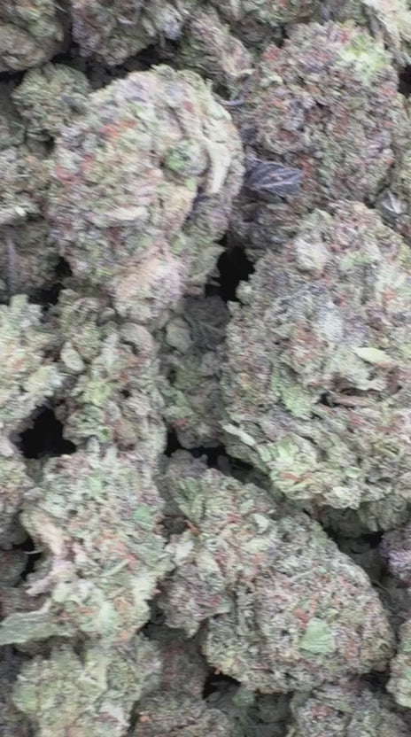 Load video: Gelato Cake - Bulk - Hybrid