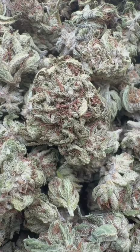 Load video: Star Dog Littles - Bulk Littles - Indica