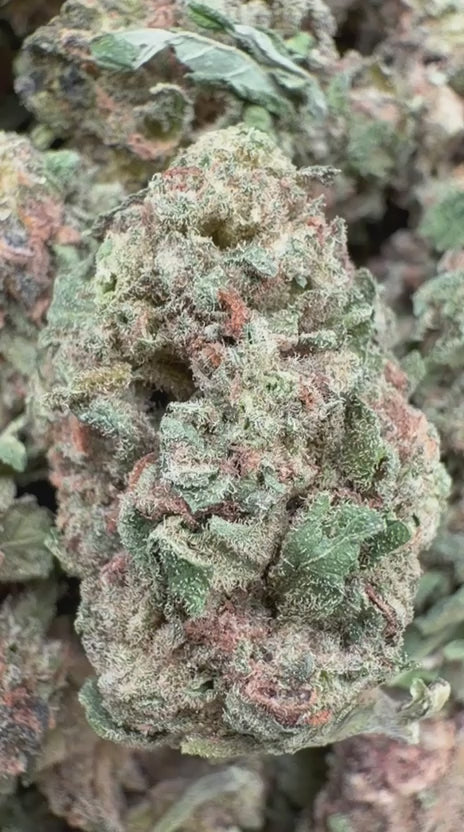 Load video: Razzberry Dream Littles - Bulk Littles - Indica
