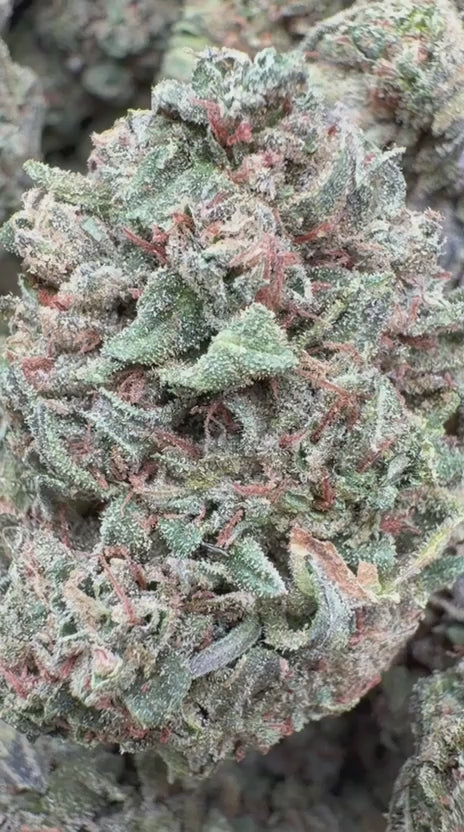 Load video: OG Lato - Bulk - Hybrid