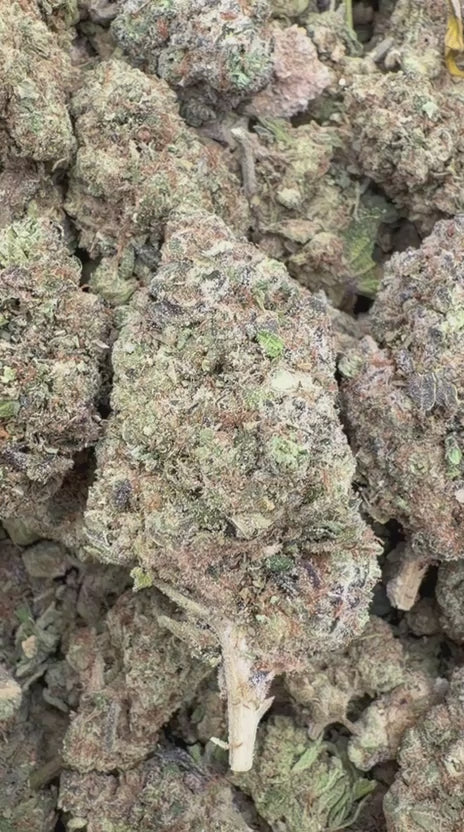 Load video: Gastro Bomb - Bulk - Indica