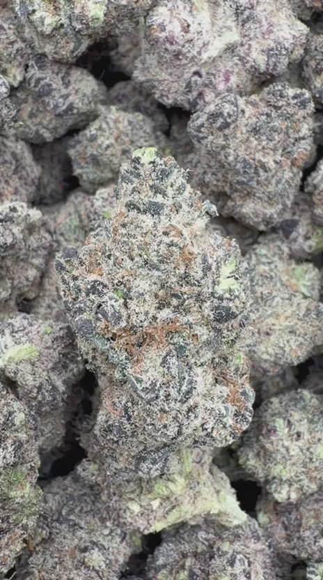 Load video: Purple Jack Indoor - Bulk - Hybrid