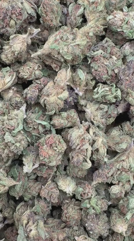 Load video: Jack Murphy Littles - Bulk Littles - Indica